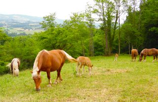 Balade à cheval pays basque