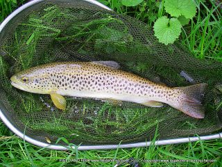 trout fly fishing-pays-basque